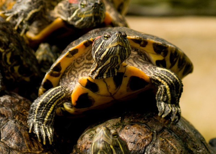 It's Turtles all the way down. Image courtesy of Flickr user William Warby.