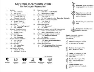 A dichotomous key for the trees found in the A.B. Williams Memorial Woods. It features 17 questions about a tree’s characteristics, each with two answers. Each answer leads to another question, which then points to the tree’s identity by the end of the questions.