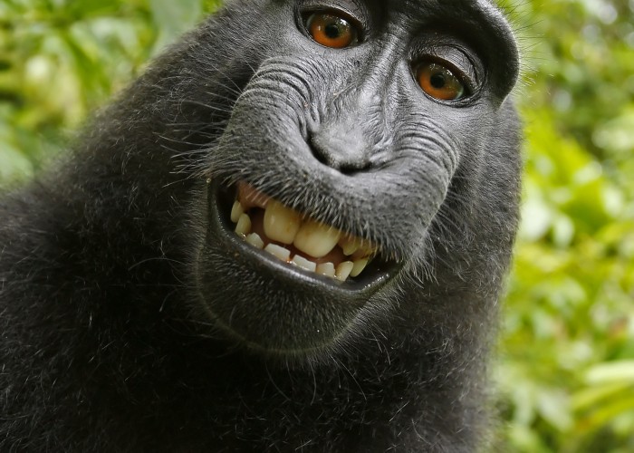 Self-portrait of a female Celebes crested macaque (Macaca nigra) in North Sulawesi, Indonesia, who had picked up photographer David Slater's camera and photographed herself with it. Source: Wikimedia Commons