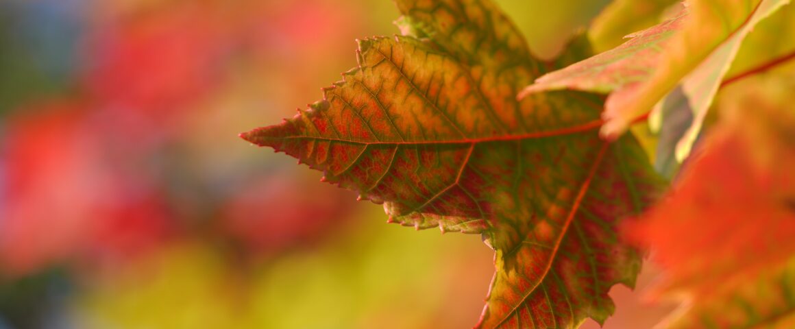 An autumn leaf in sharp focus before a vibrant autumnal background.
