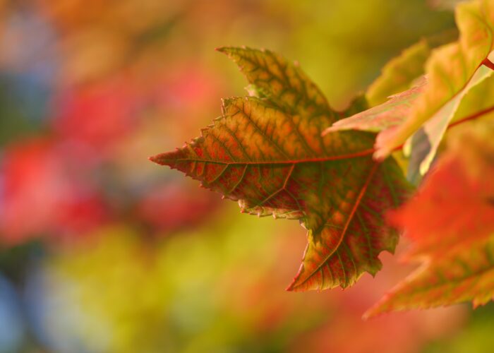 An autumn leaf in sharp focus before a vibrant autumnal background.