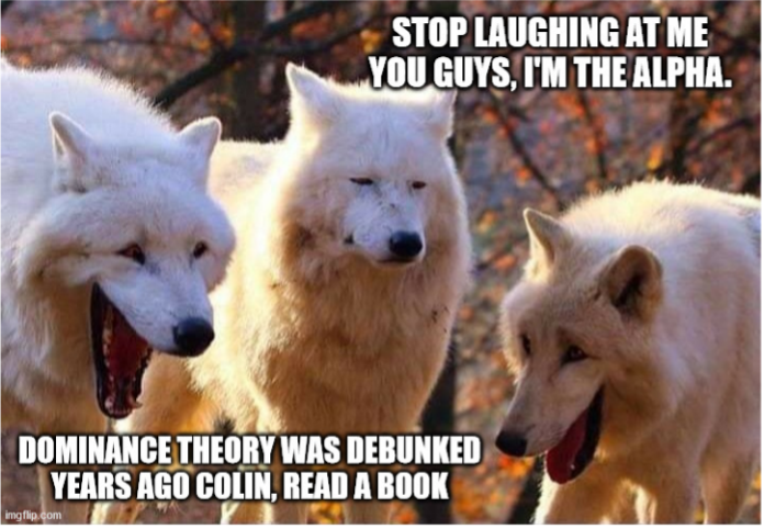 Three white wolves are shown with photoshopped faces. Two of the wolves are “smiling” while one is “grimacing.” Text on the top right hand corner states “Stop laughing at me guys, I’m the alpha,” while text in the bottom left corner states “Dominance theory was debunked years ago Colin, read a book.”