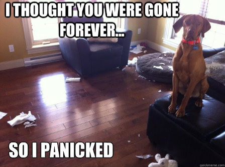 An image of a brown dog in a red collar sitting on an ottoman. Throughout the living room scene pieces of papers are scattered and shredded. The text at the top reads “I thought you were gone forever…” while the text at the bottom reads “So I panicked” 