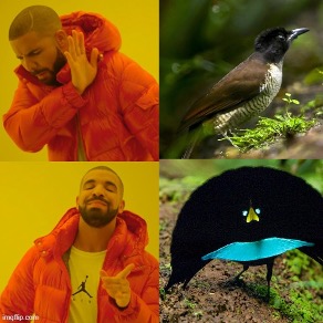 A Drake Hotline Bling meme which depicts four total images. The image in the top left corner shows Drake facing away with his hand blocking his view. A corresponding image of a grey/brown bird is placed on the top right corner. The image on the bottom left corner shows Drake smiling while pointing with his hand. A corresponding image of a fully plumaged black and blue male bird of paradise, with green eyes, is depicted.